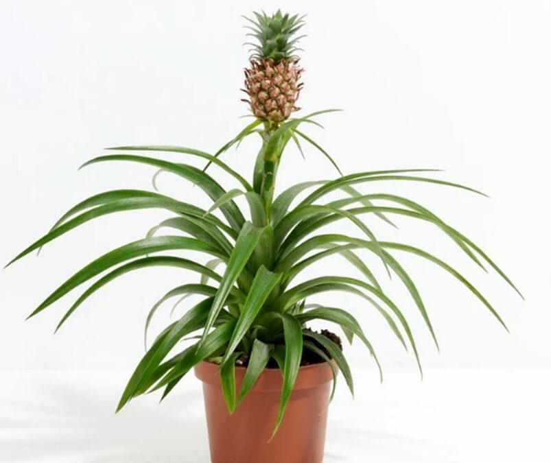 Exotic Plants to Spice Up Your Indoor Spaces