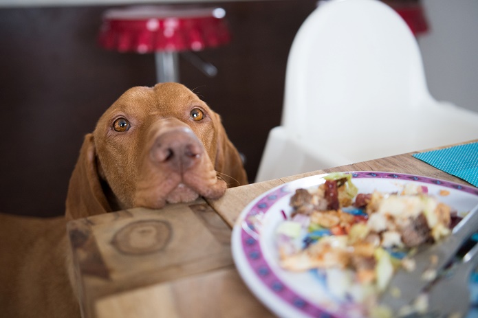 30 Foods That Are Poisonous for Dogs